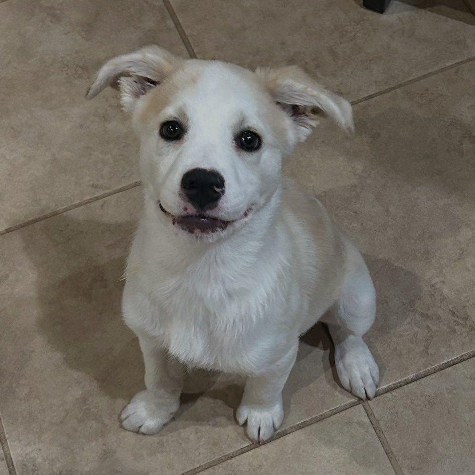 Jake, Adoptable, Puppy Male Shepherd.
