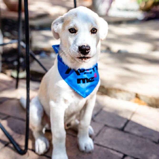 Jake, a Adoptable mixed breed in Portland, OR image 5/6