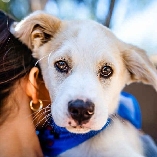 Jake, a Adoptable mixed breed in Portland, OR image 3/6