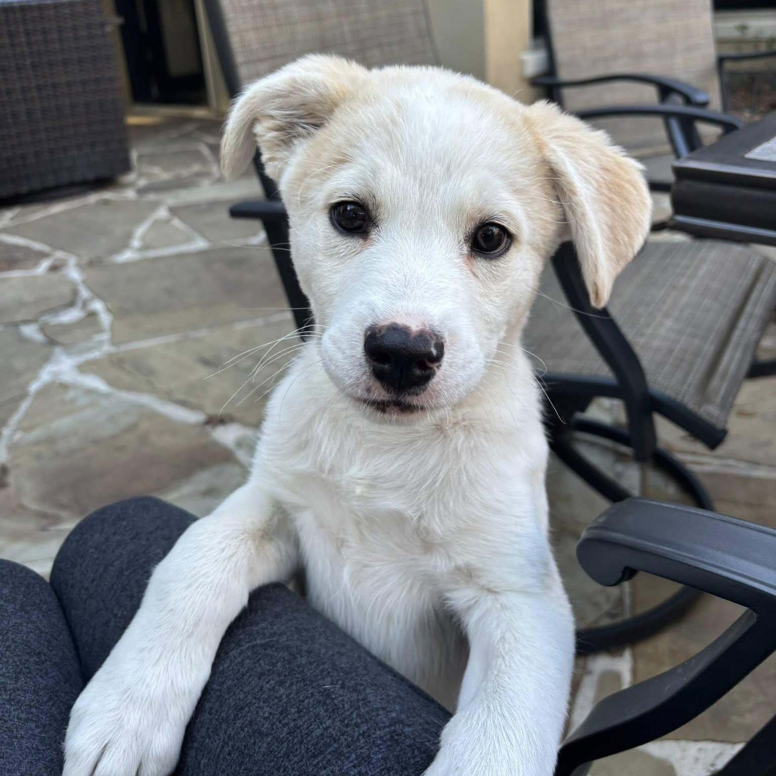 Jake, Adoptable, Puppy Male Shepherd.