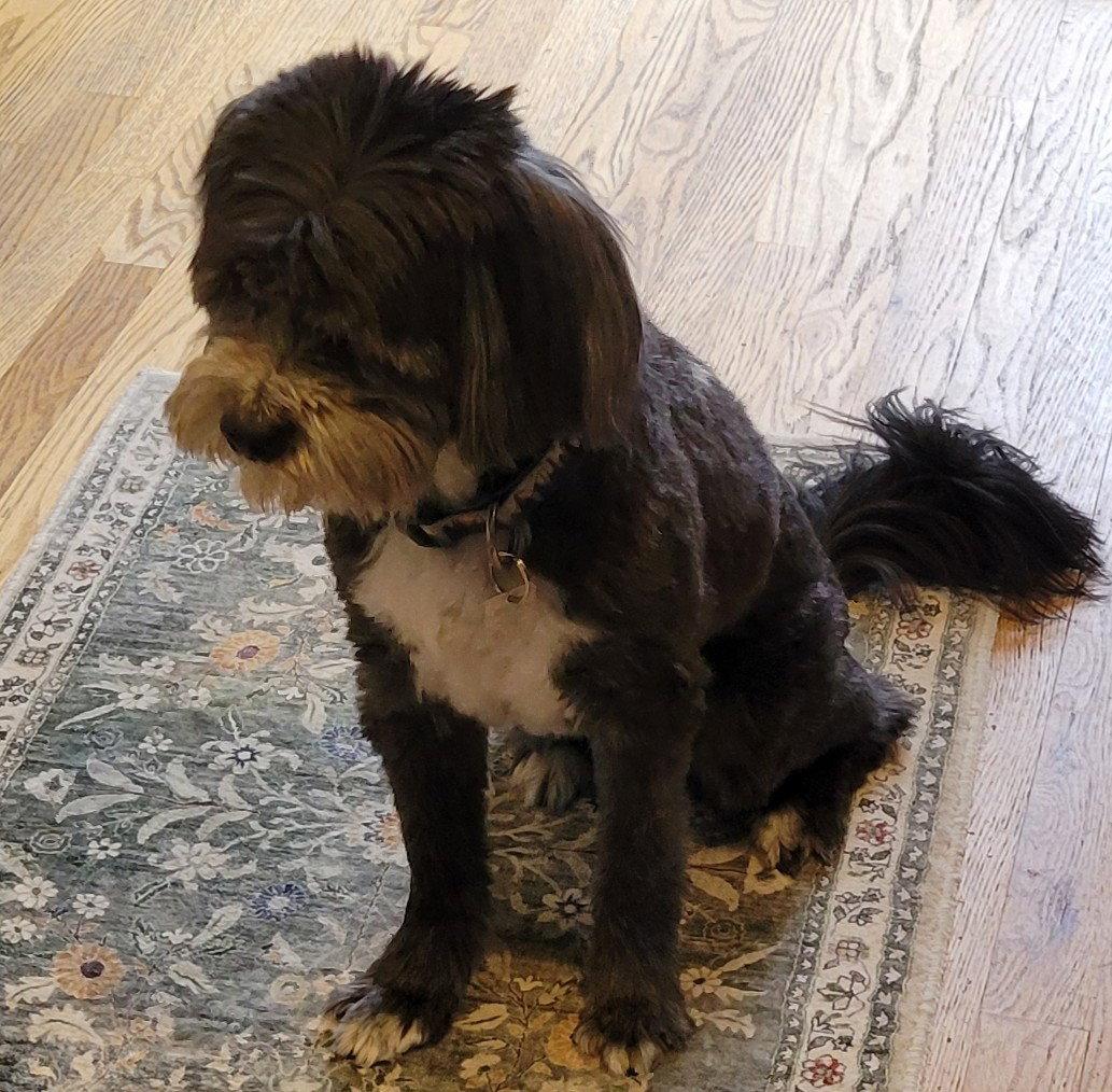 Reggie, Adoptable, Adult Male Poodle & Terrier.