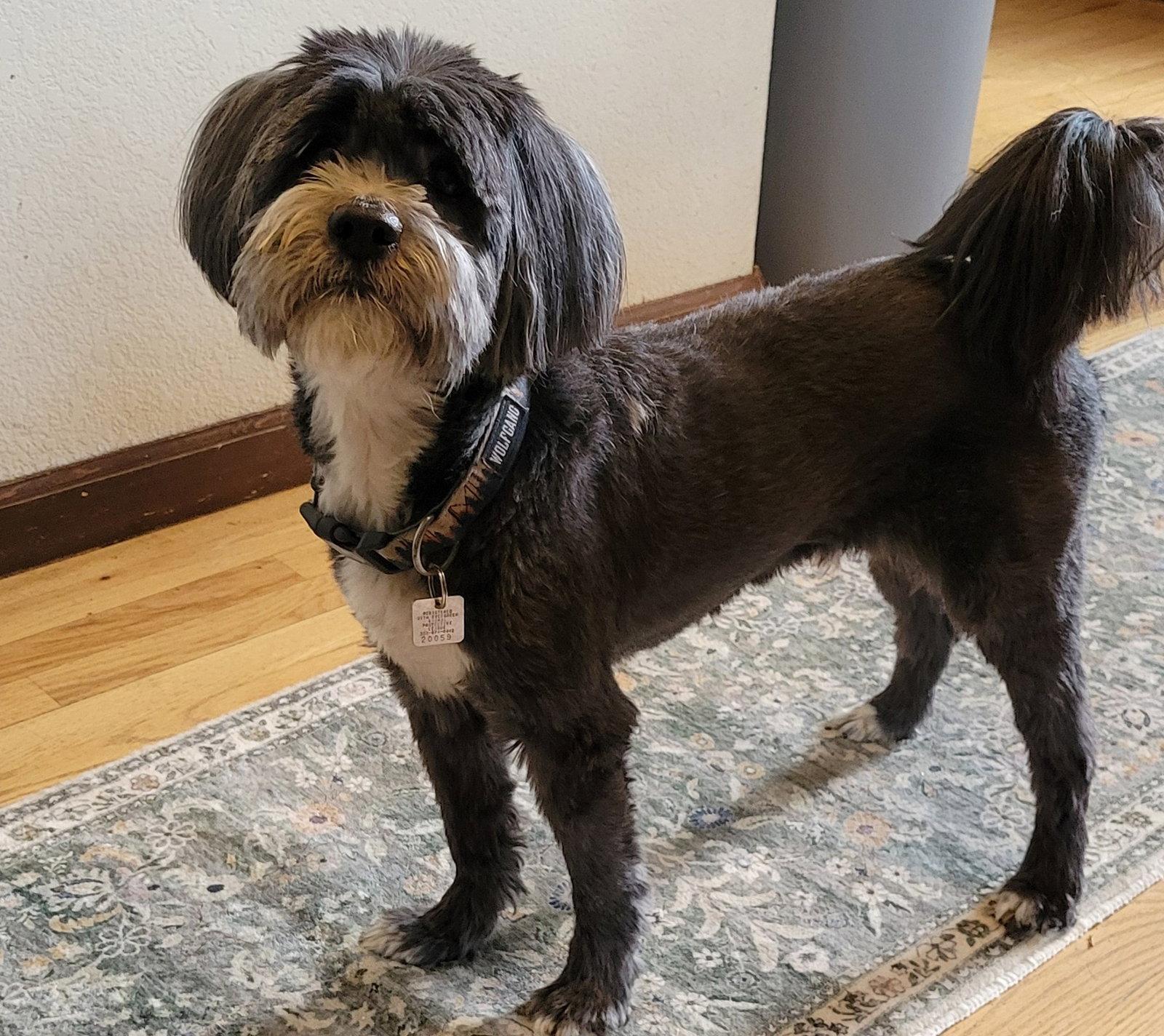 Enlarge Reggie, a Adoptable mixed breed in Evergreen, CO image 2/3