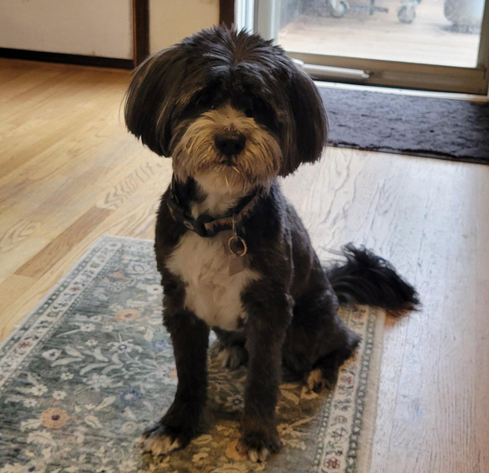 Enlarge Reggie, a Adoptable mixed breed in Evergreen, CO image 3/3