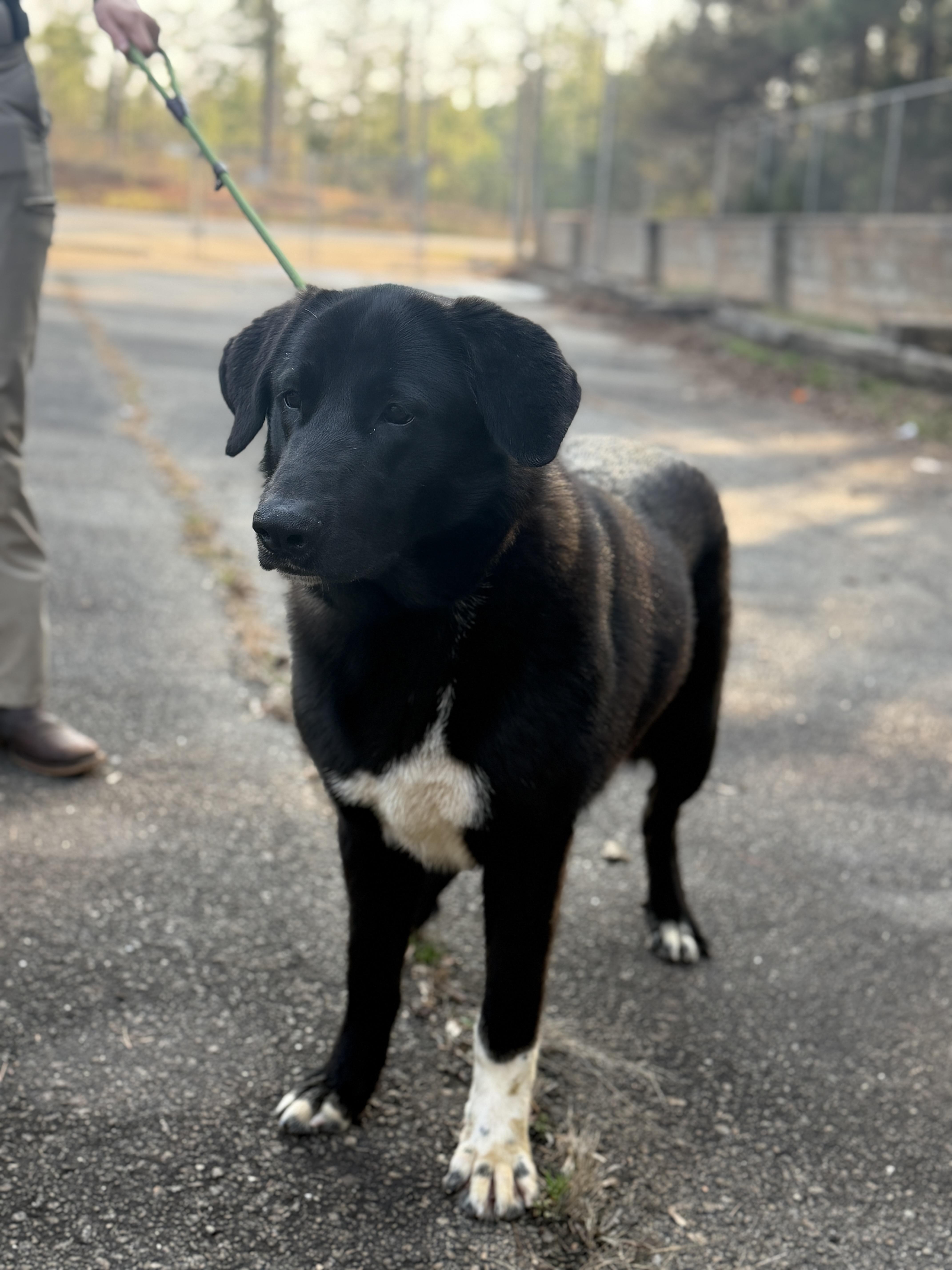Enlarge Big Girl, a ADOPTABLE mixed breed in Elberton, GA image 2/4