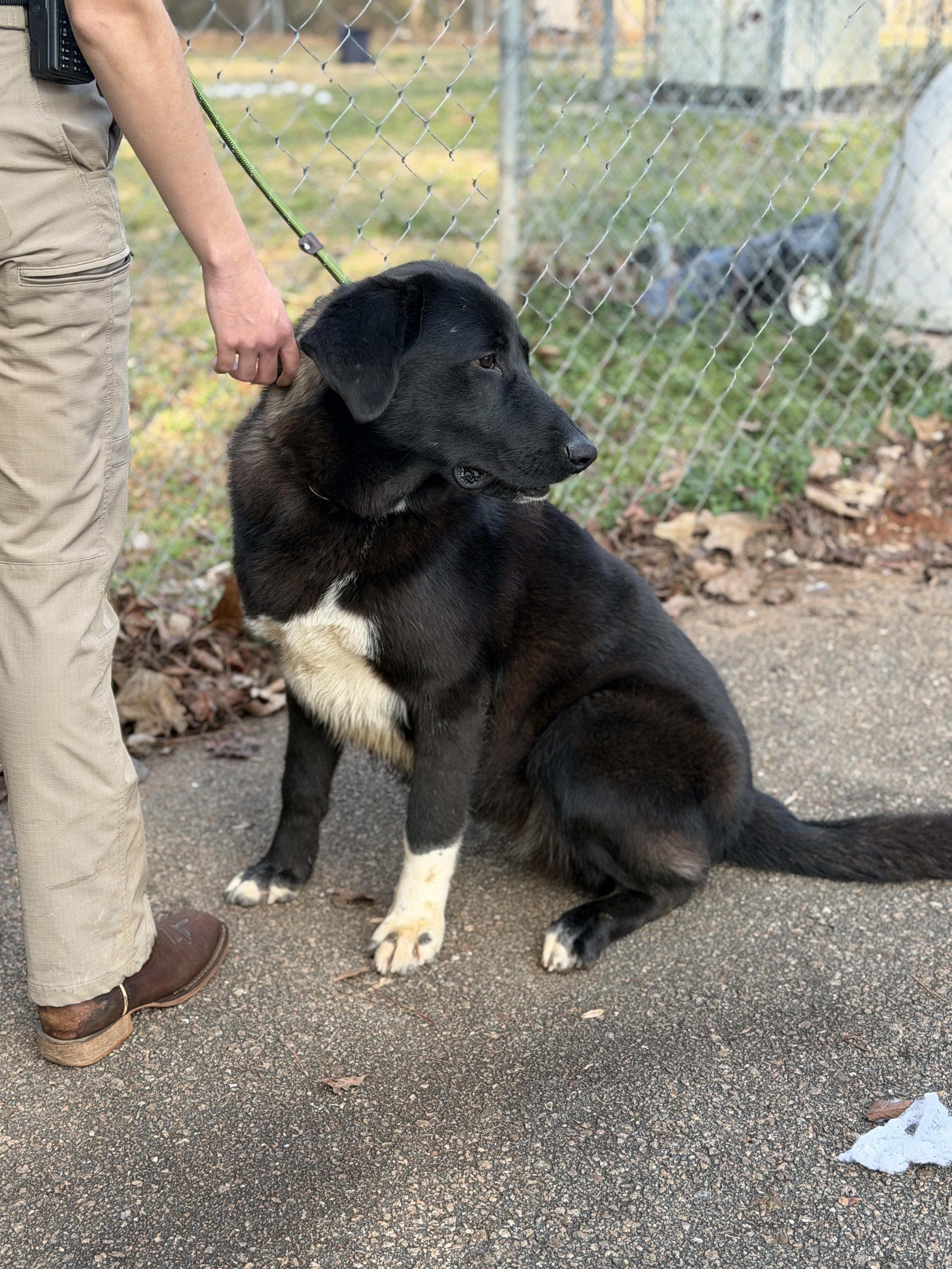 Enlarge Big Girl, a ADOPTABLE mixed breed in Elberton, GA image 3/4