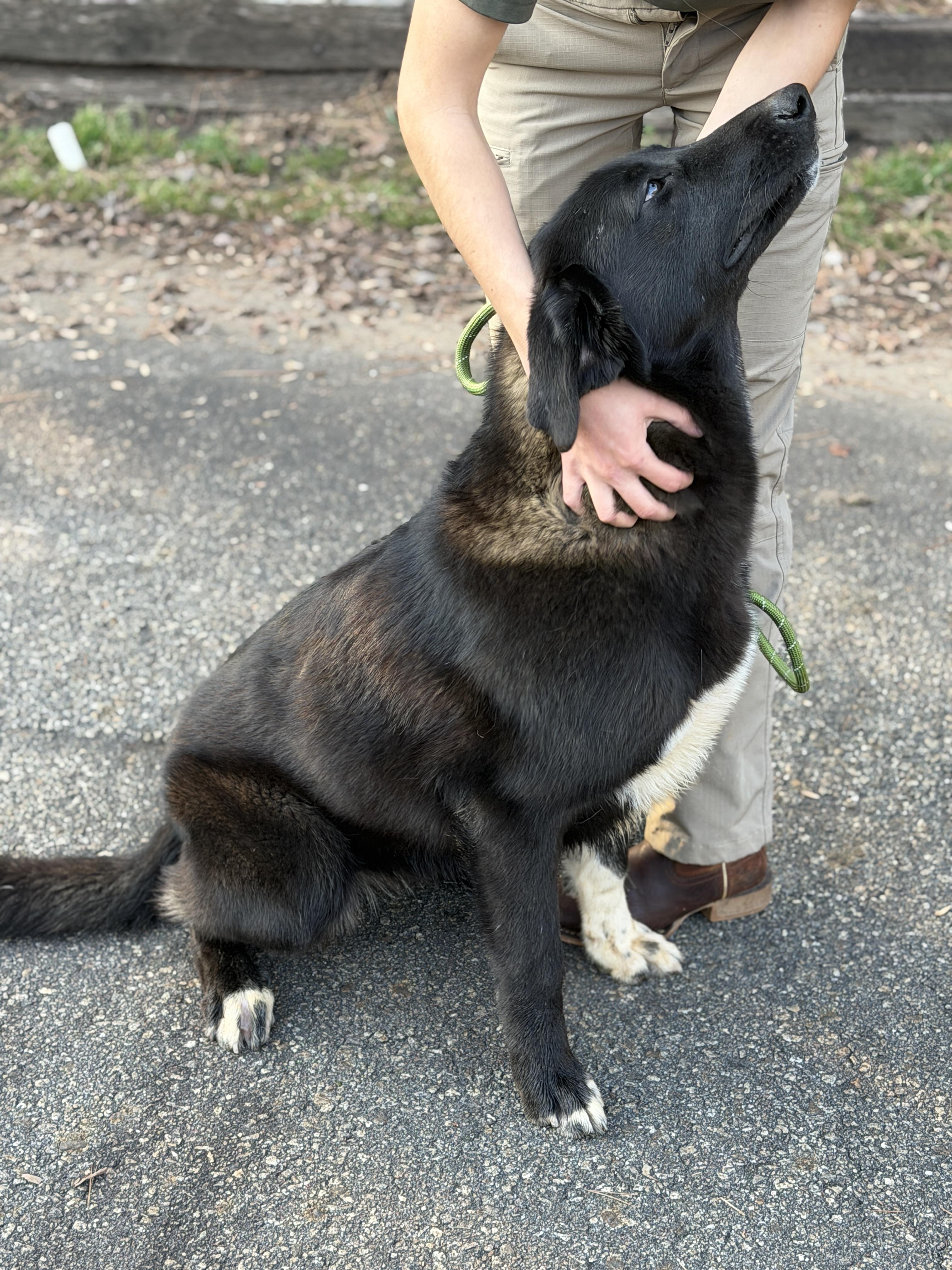 Enlarge Big Girl, a ADOPTABLE mixed breed in Elberton, GA image 4/4