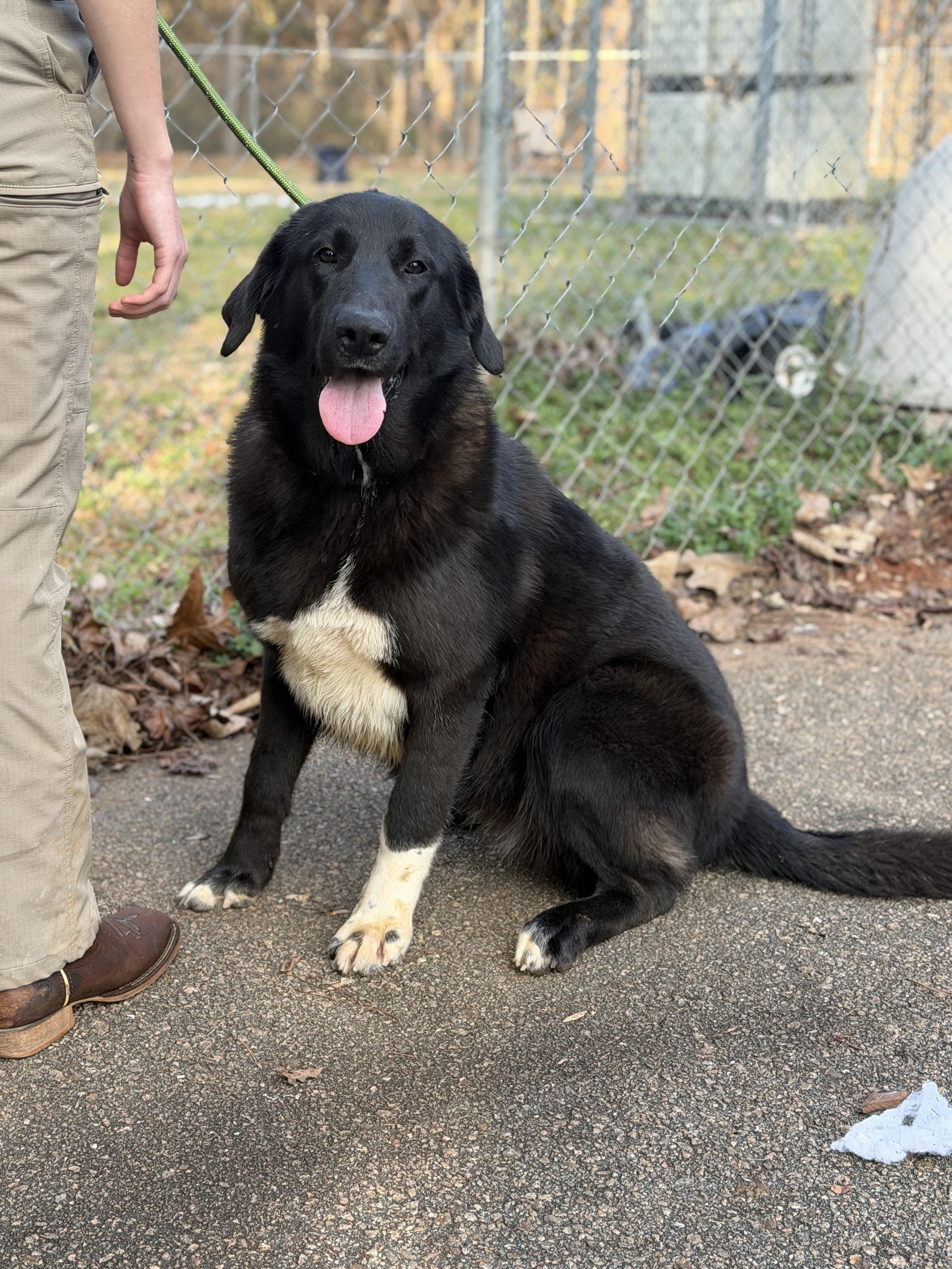 Big Girl, ADOPTABLE, Young Female Anatolian Shepherd.