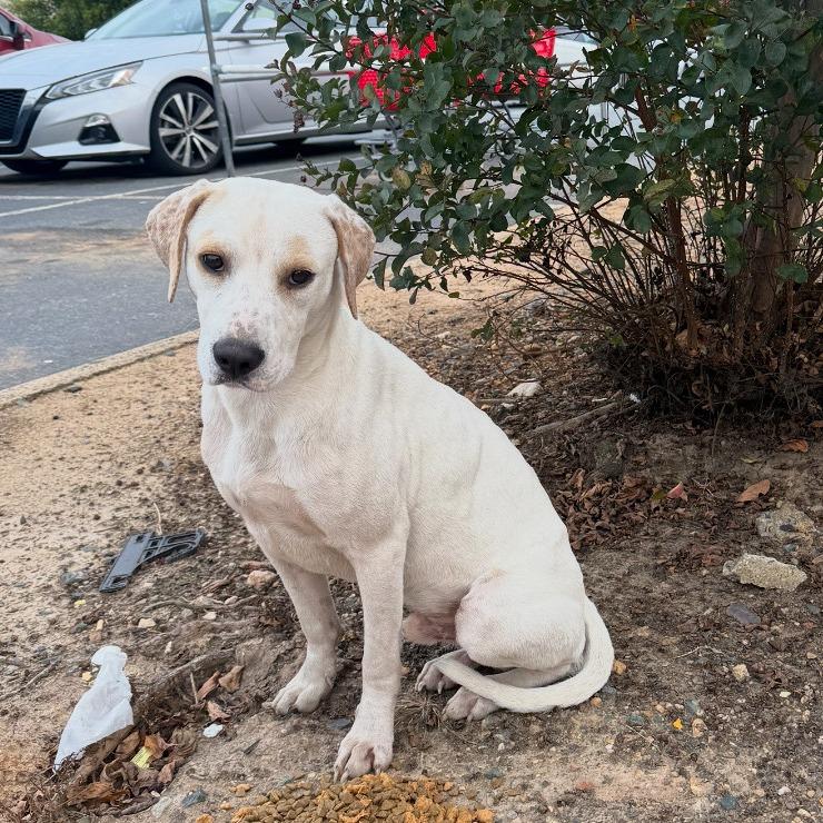 Ollie-pop, a Adoptable Labrador Retriever in Durham, NC image 1/6