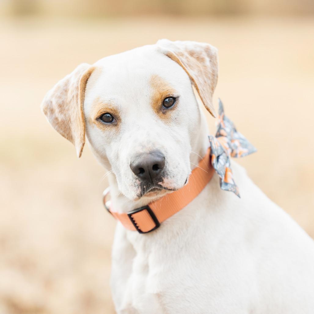 Ollie-pop, a Adoptable Labrador Retriever in Durham, NC image 2/6