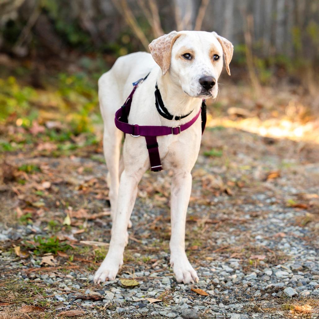 Ollie-pop, a Adoptable Labrador Retriever in Durham, NC image 3/6