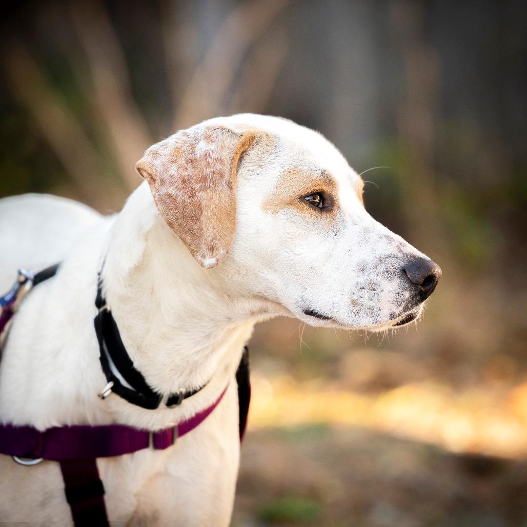 Ollie-pop, a Adoptable Labrador Retriever in Durham, NC image 4/6
