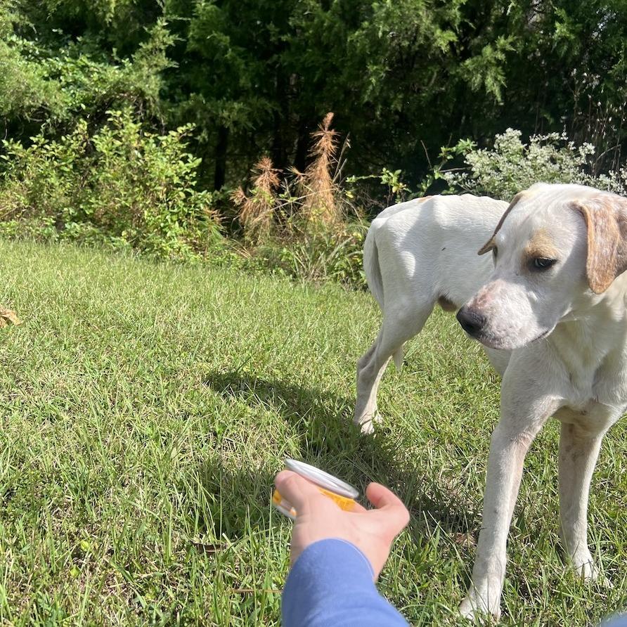 Ollie-pop, a Adoptable Labrador Retriever in Durham, NC image 5/6