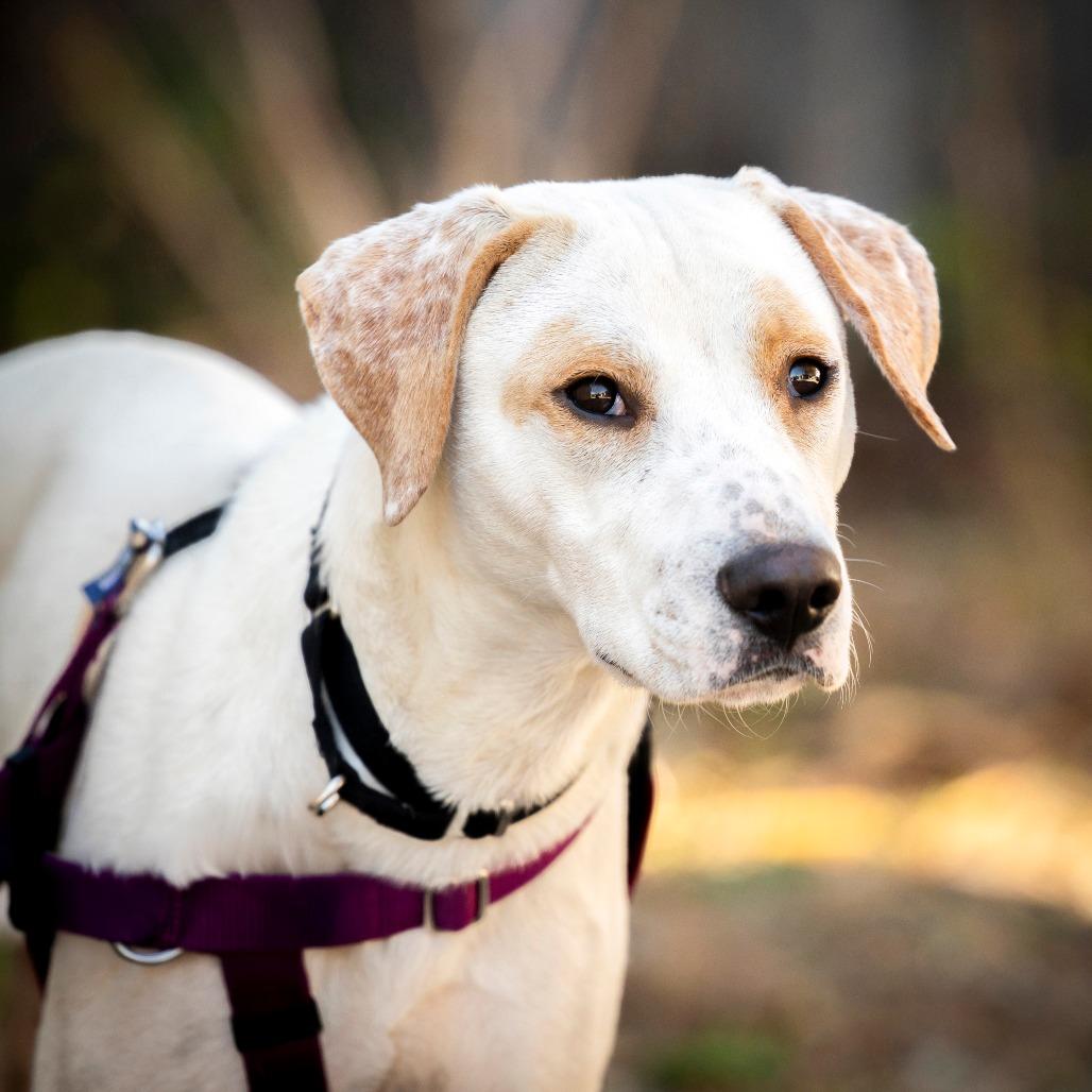 Ollie-pop, a Adoptable Labrador Retriever in Durham, NC image 6/6