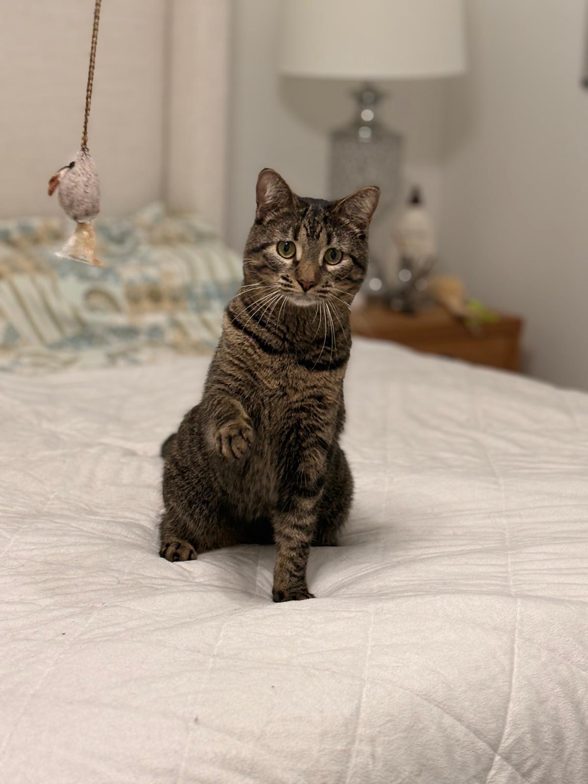 Enlarge Gurt, a Adoptable Domestic Short Hair in Windham, NH image 3/5