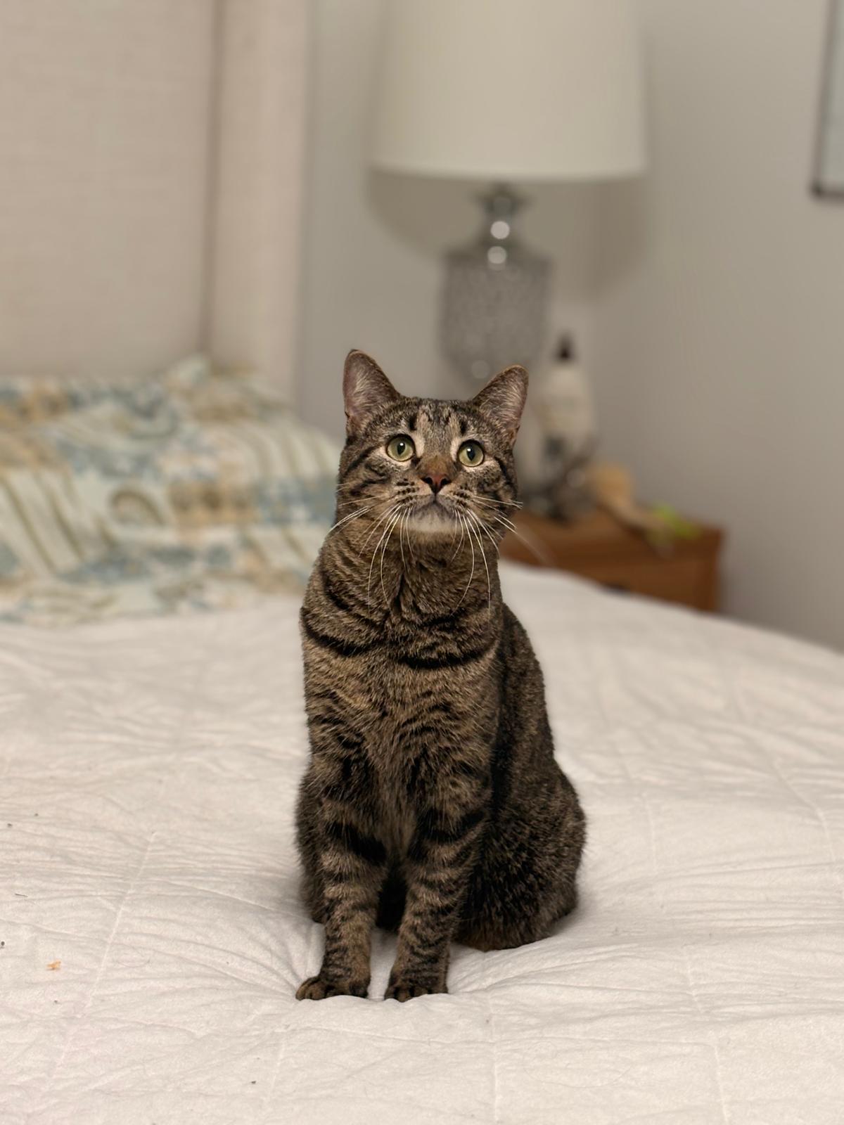 Enlarge Gurt, a Adoptable Domestic Short Hair in Windham, NH image 4/5