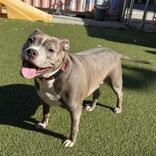 Enlarge Chance, a Adoptable mixed breed in Hilliard, OH image 1/1