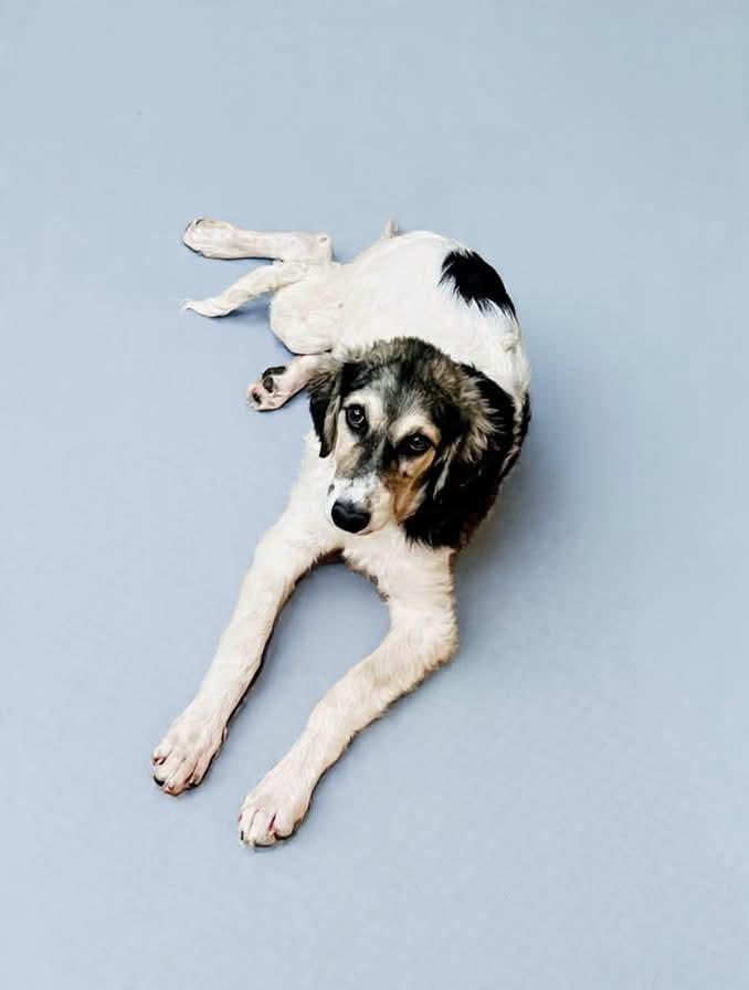 Luke, Adoptable, Puppy Male Great Pyrenees.