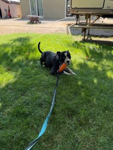 Gus, a Adoptable mixed breed in Tigard, OR image 1/2