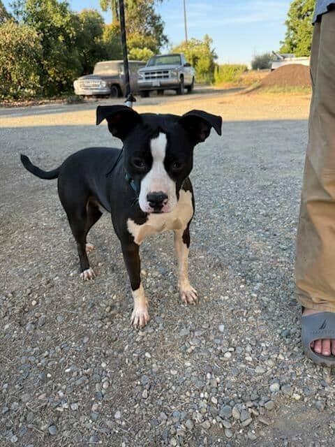 Gus, a Adoptable mixed breed in Tigard, OR image 2/2