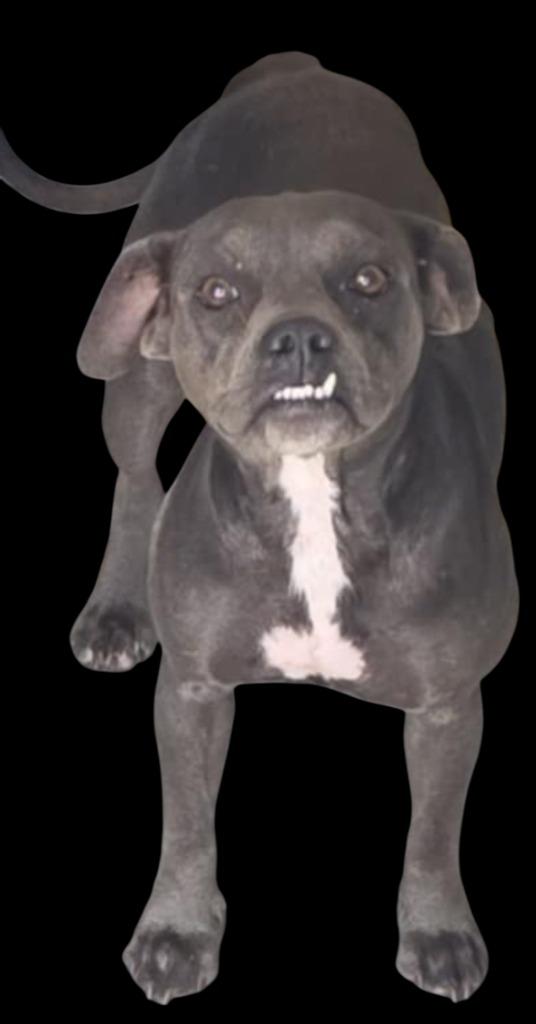 Patience, Adoptable, Young Female Mixed Breed.