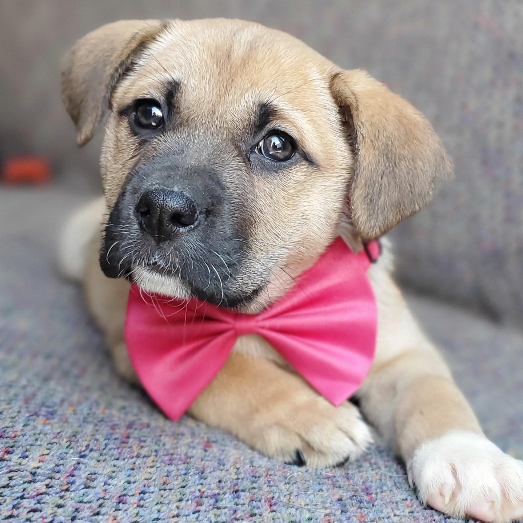 Brie, Adoptable, Puppy Female Boxer & Mixed Breed.