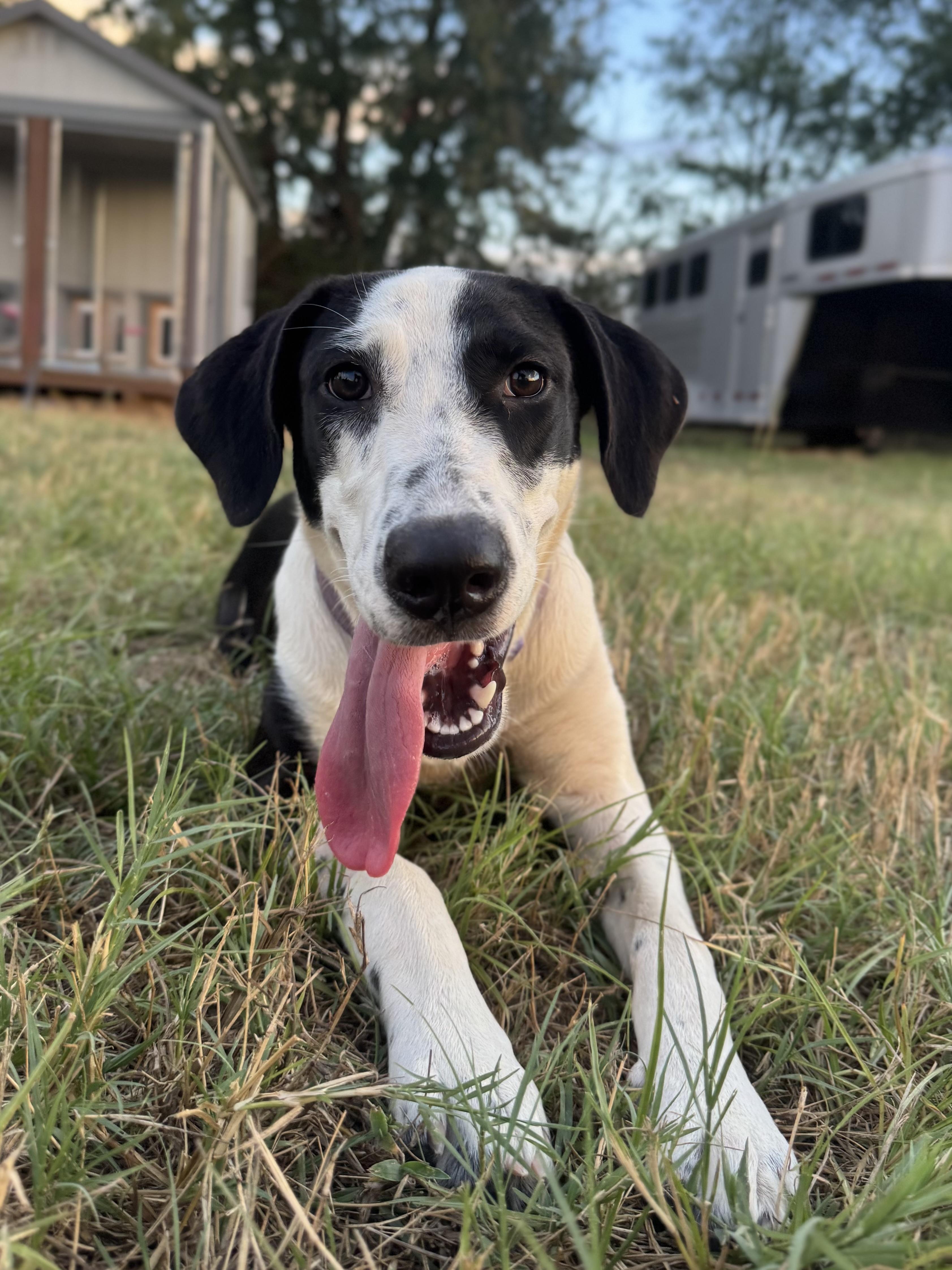 DQ (Drama Queen), Adoptable, Young Female Labrador Retriever & Hound.