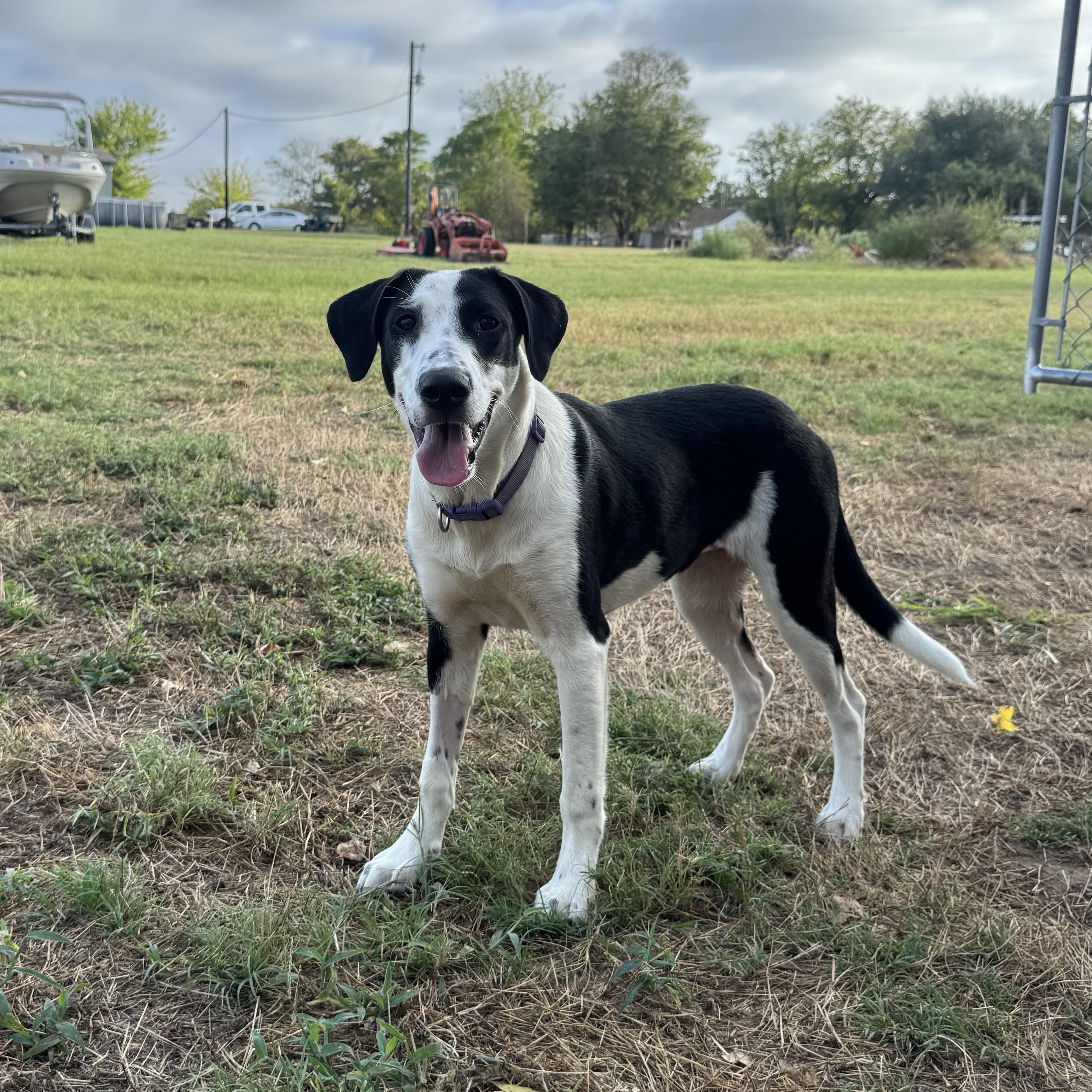 Enlarge DQ (Drama Queen), a Adoptable mixed breed in Scroggins, TX image 4/6