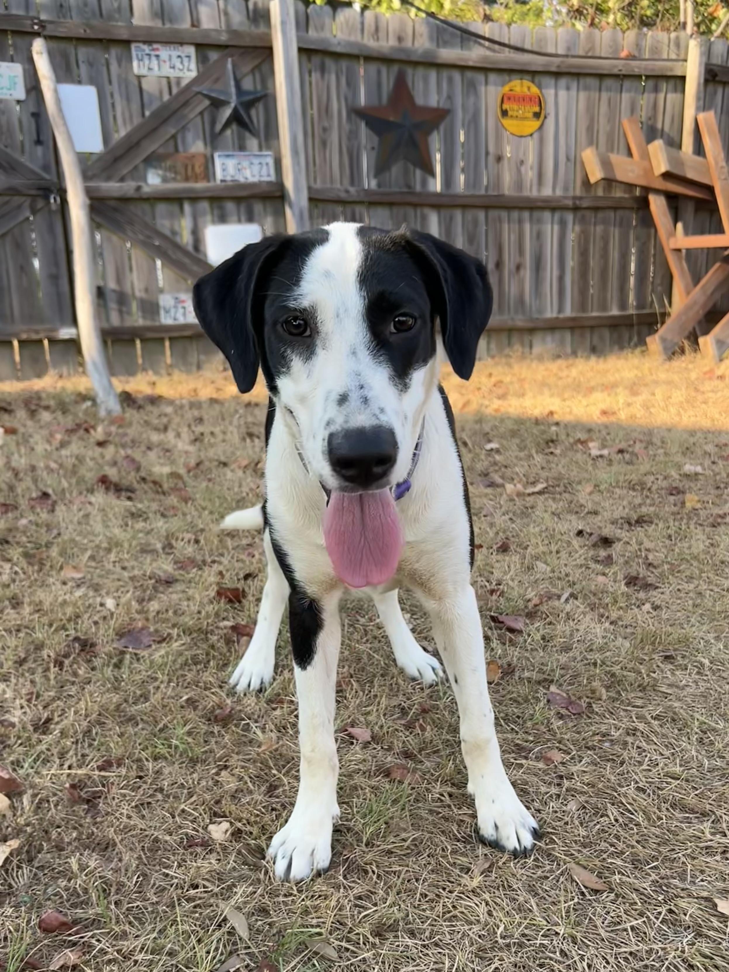 Enlarge DQ (Drama Queen), a Adoptable mixed breed in Scroggins, TX image 2/6