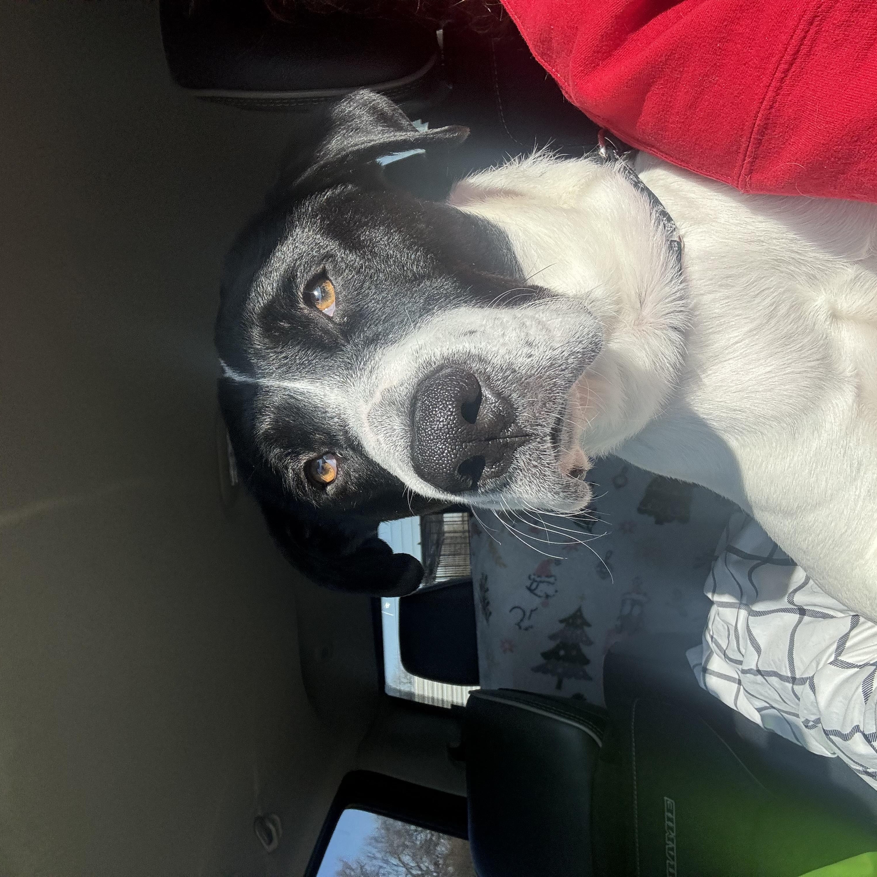Oreo, Adoptable, Young Male Pointer.