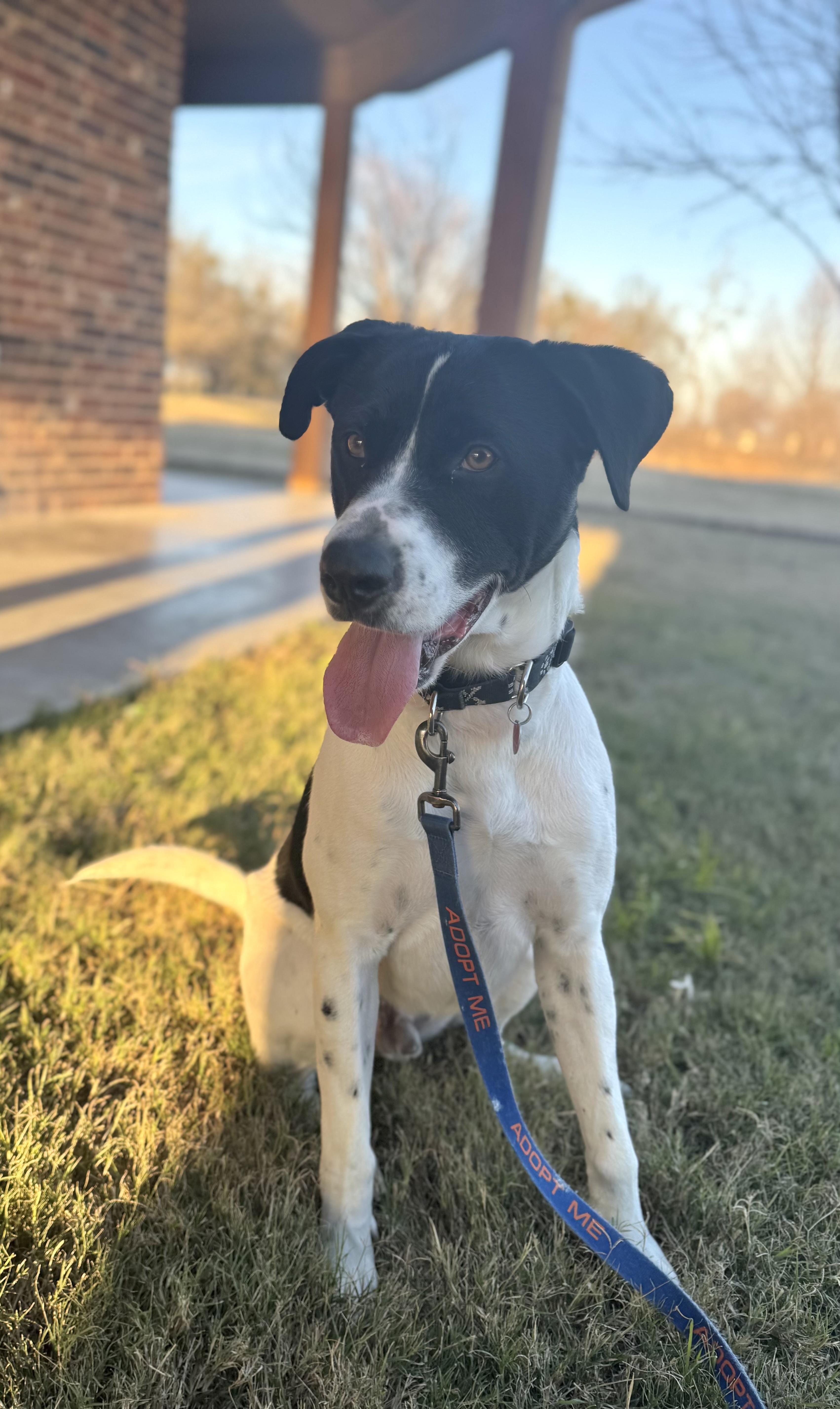 Oreo, a Adoptable mixed breed in Dallas, TX image 2/6