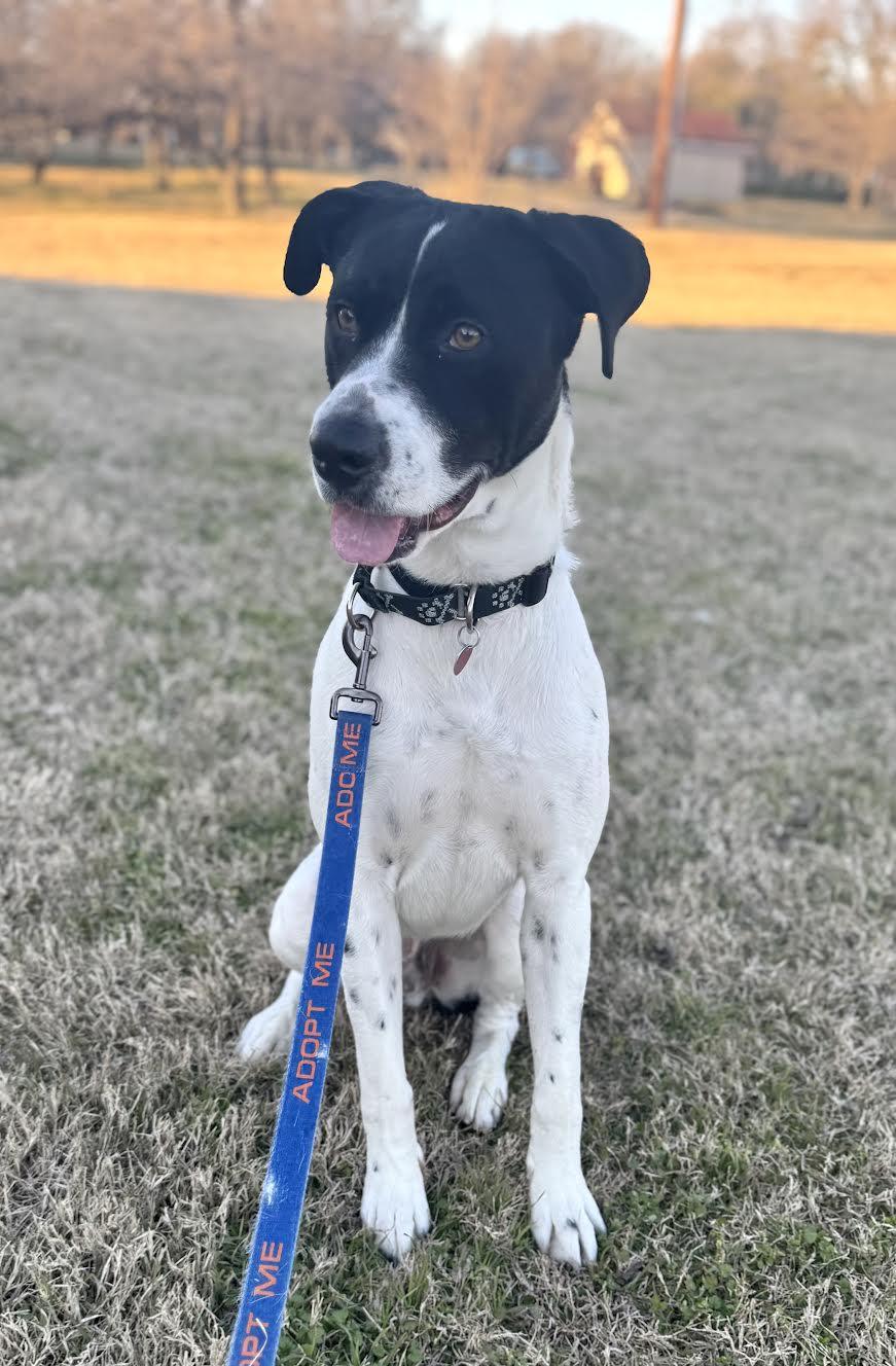Oreo, a Adoptable mixed breed in Dallas, TX image 3/6