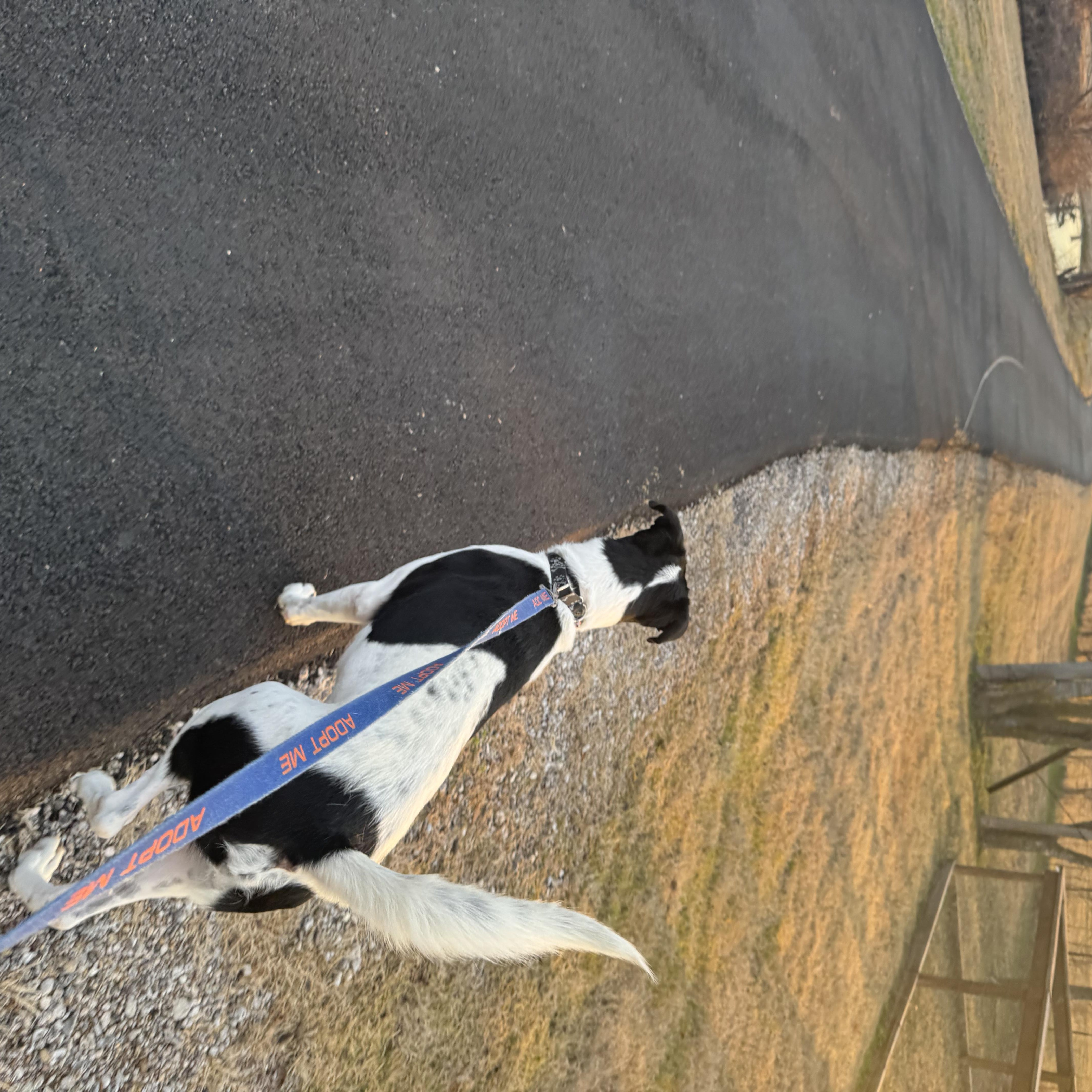 Oreo, a Adoptable mixed breed in Dallas, TX image 4/6