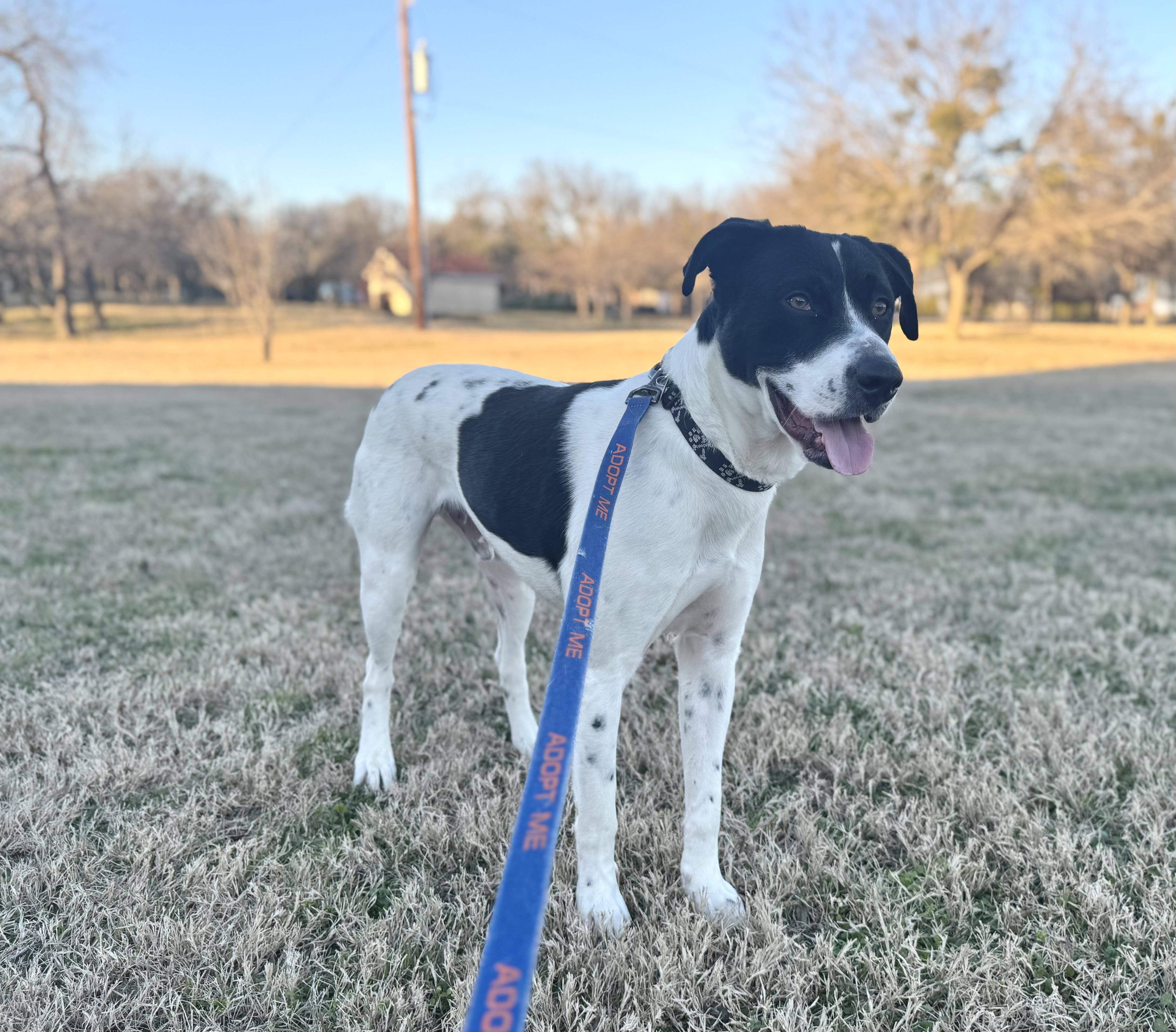 Oreo, a Adoptable mixed breed in Dallas, TX image 5/6