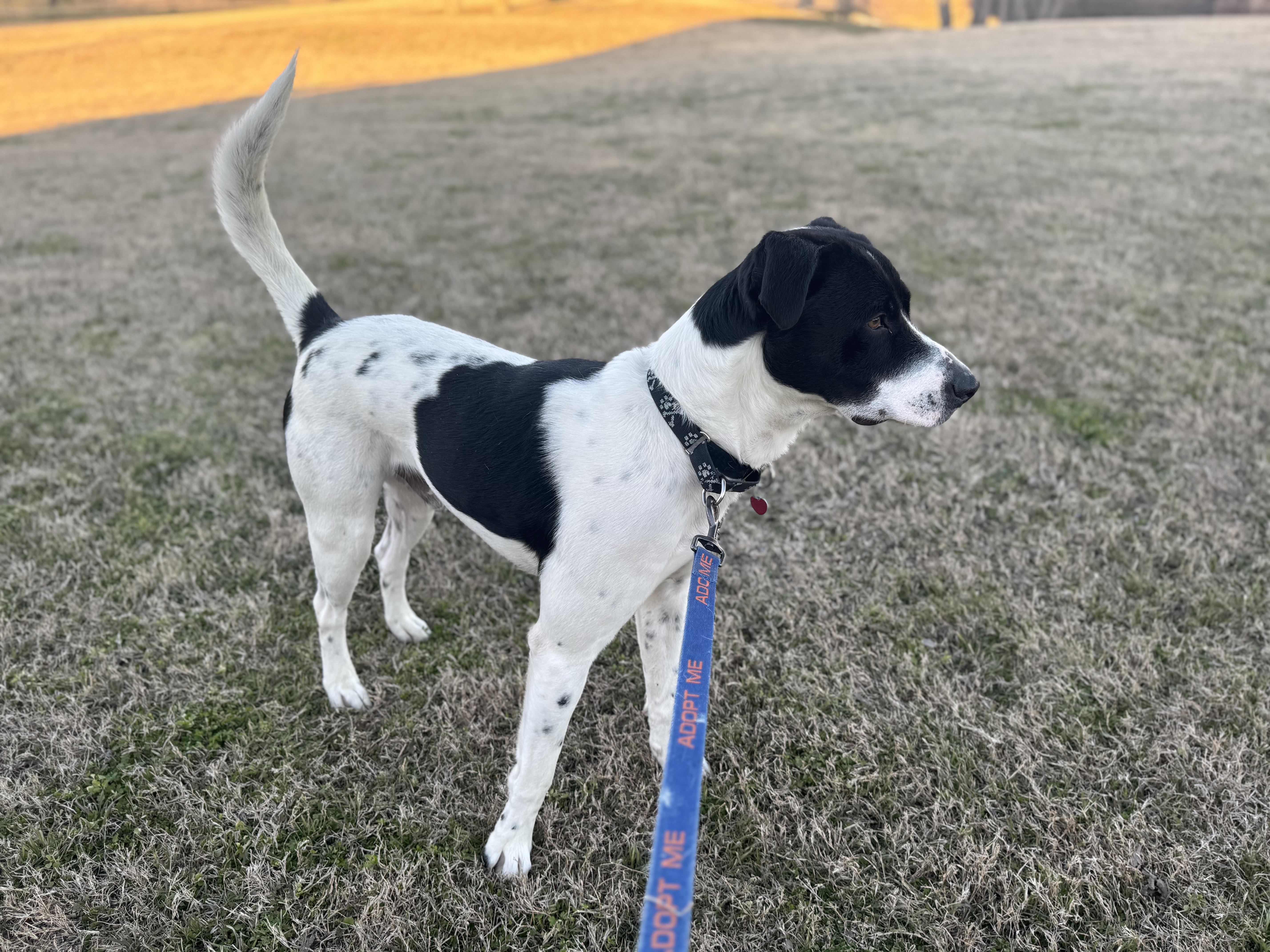 Oreo, a Adoptable mixed breed in Dallas, TX image 6/6