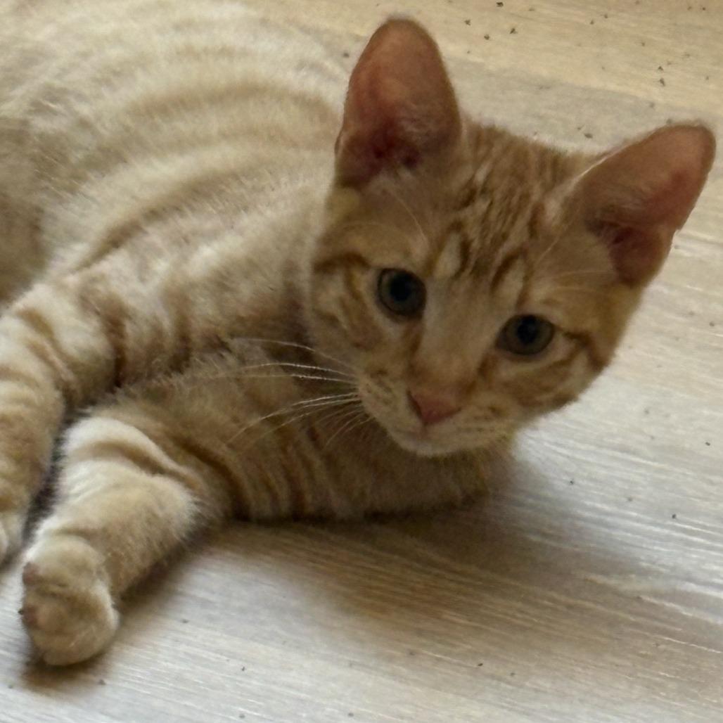 Enlarge Cheez-it, a Adoptable Domestic Short Hair in Temecula, CA image 1/6