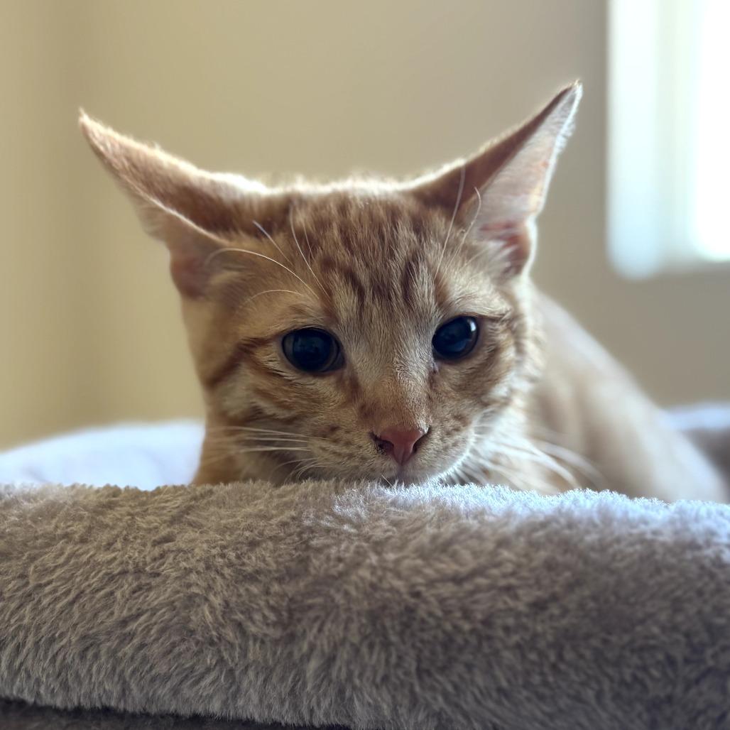 Enlarge Cheez-it, a Adoptable Domestic Short Hair in Temecula, CA image 2/6