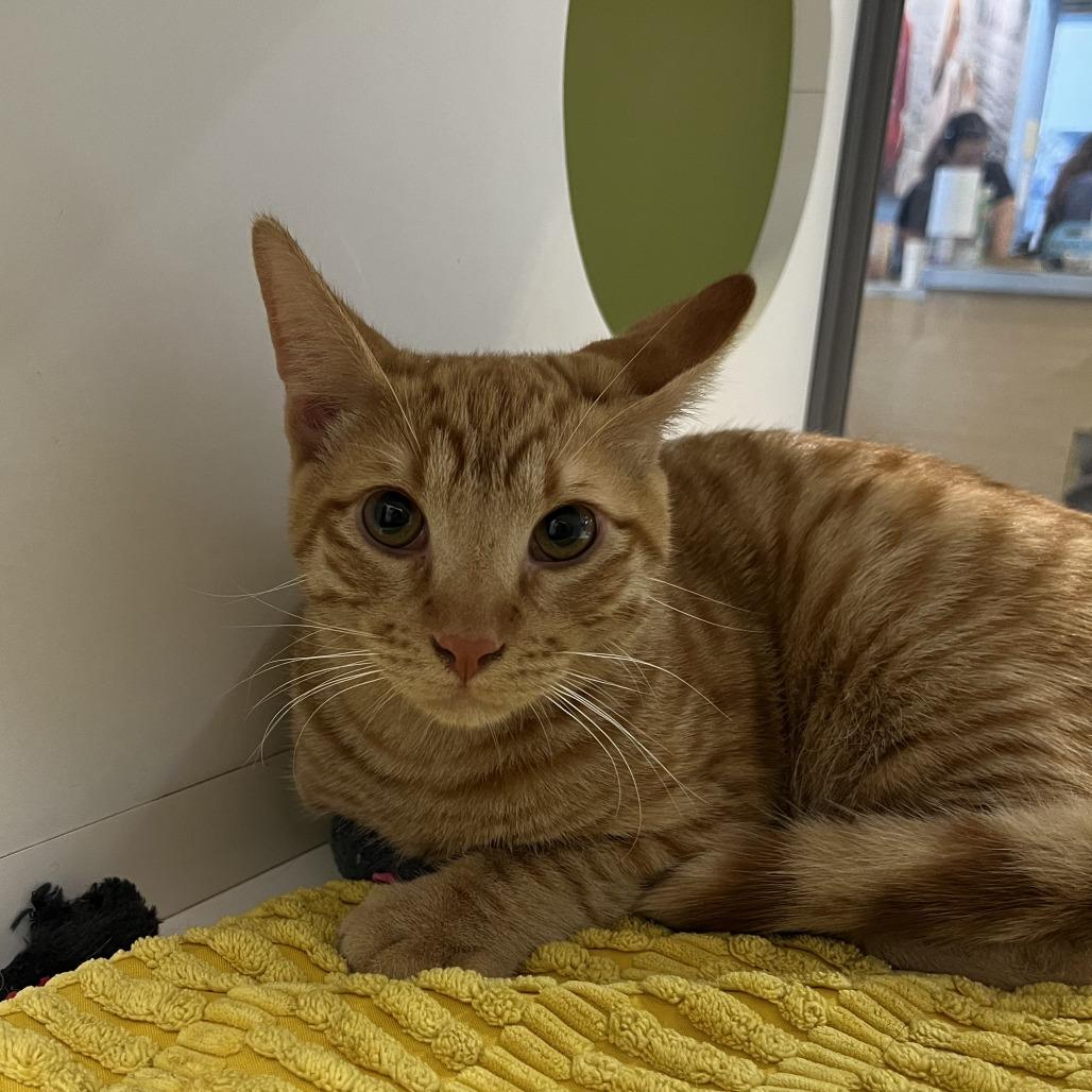 Enlarge Cheez-it, a Adoptable Domestic Short Hair in Temecula, CA image 3/6