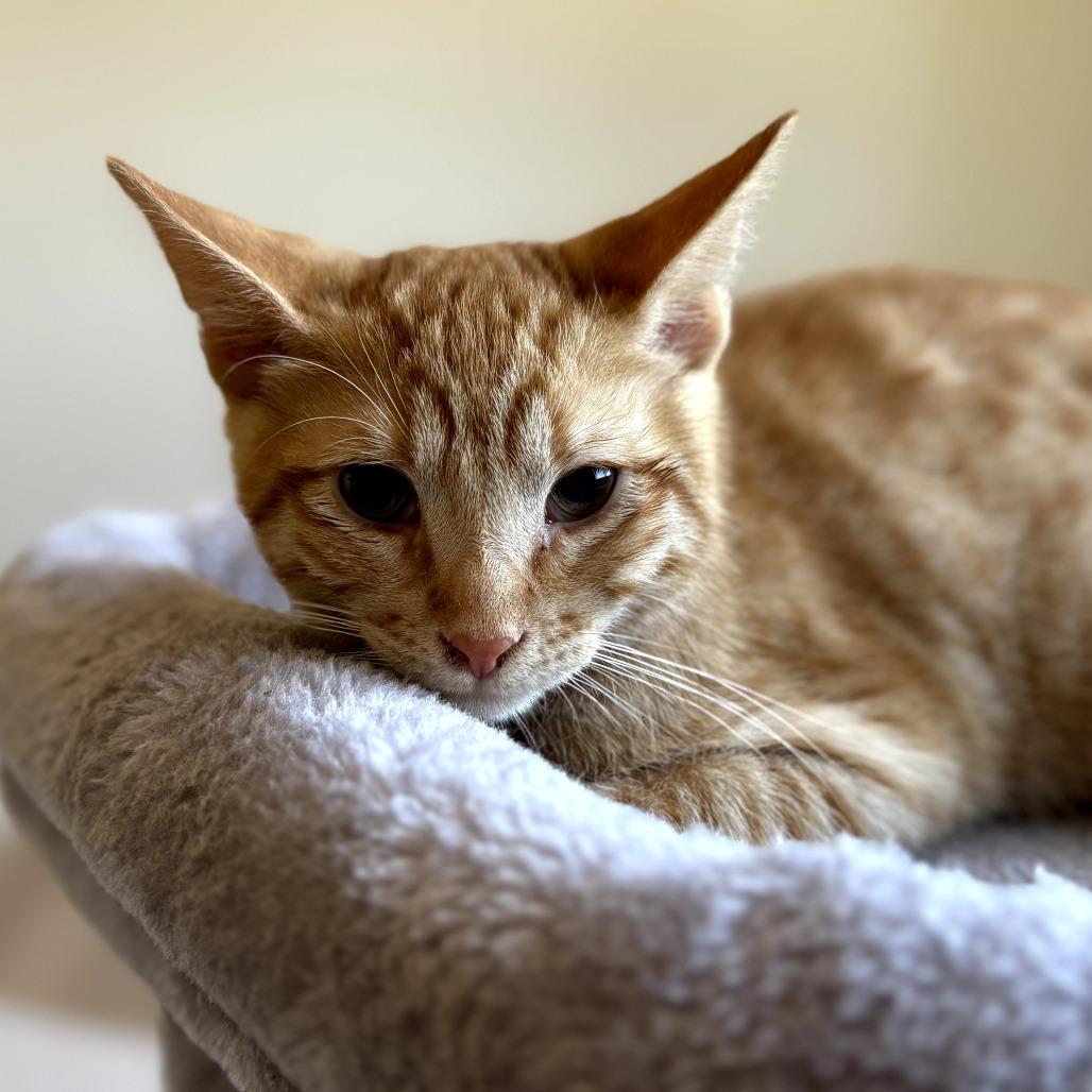 Enlarge Cheez-it, a Adoptable Domestic Short Hair in Temecula, CA image 4/6