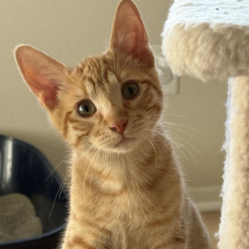 Enlarge Cheez-it, a Adoptable Domestic Short Hair in Temecula, CA image 5/6