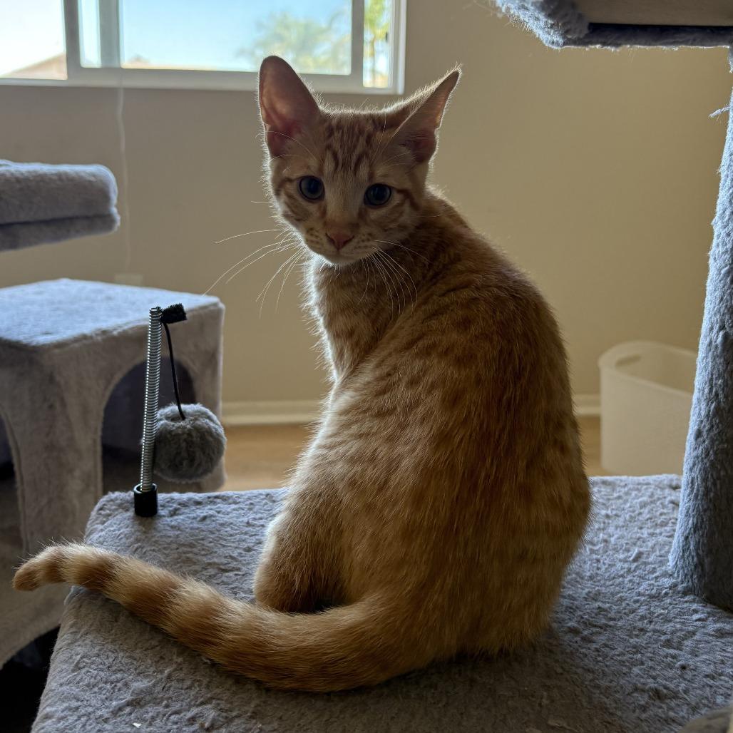 Enlarge Cheez-it, a Adoptable Domestic Short Hair in Temecula, CA image 6/6