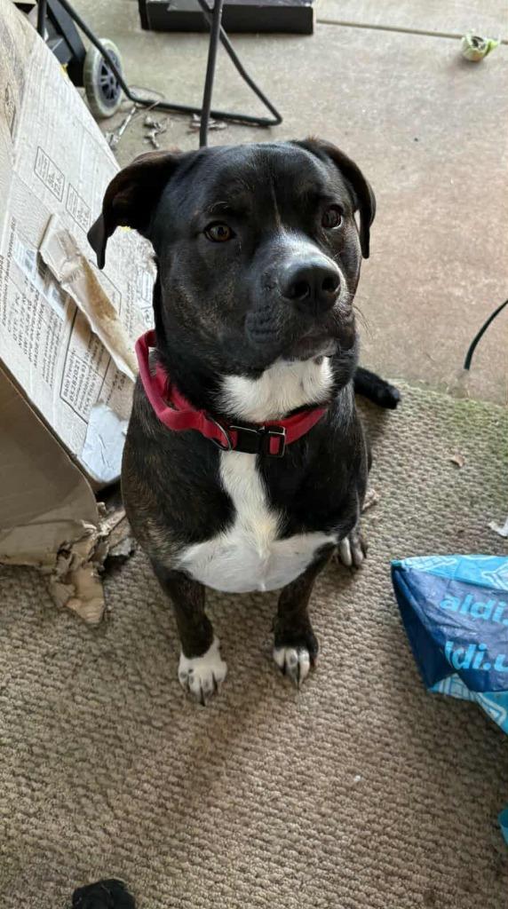 Gimli, Adoptable, Adult Male Mastiff.