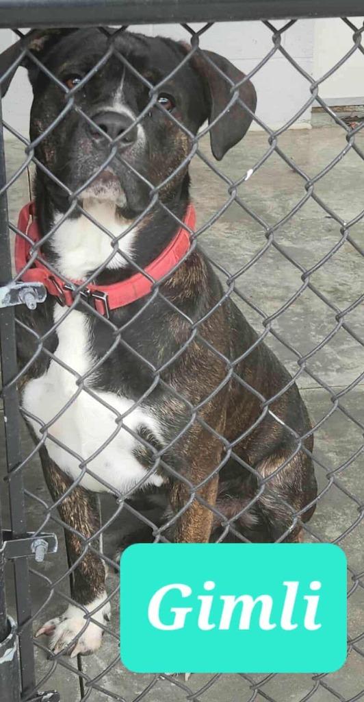 Gimli, a Adoptable Mastiff in Republic, MO image 2/3