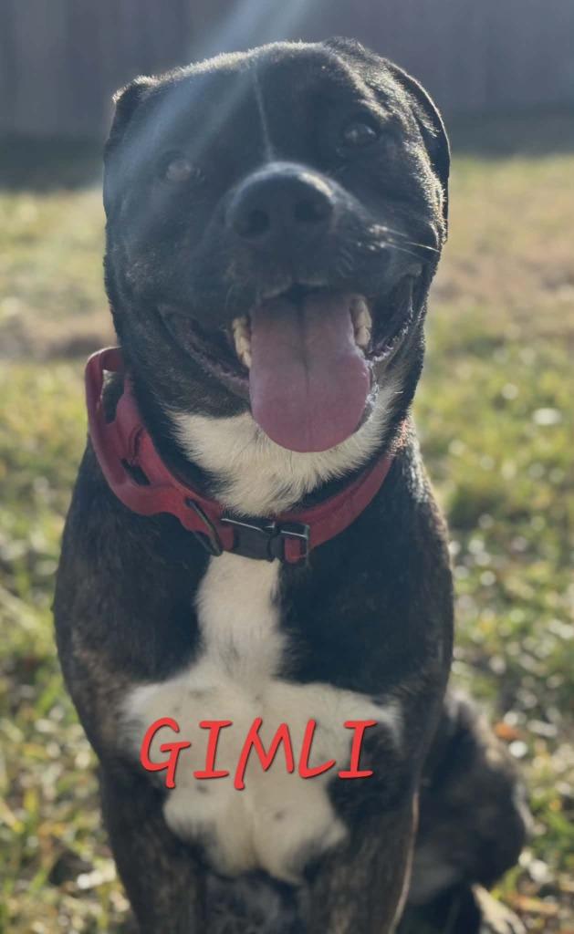 Gimli, a Adoptable Mastiff in Republic, MO image 3/3