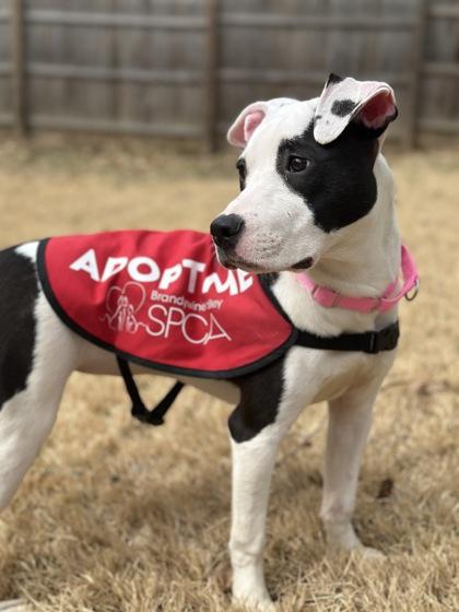 Pickles — thumbnail 2