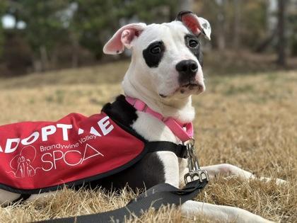 Pickles — thumbnail 3