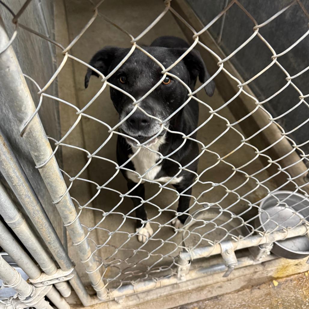 Cobo, Adoptable, Adult Male Black Labrador Retriever.