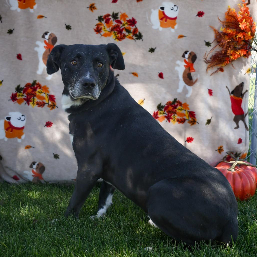 Enlarge Cobo, a Adoptable Black Labrador Retriever in Carlin, NV image 2/2