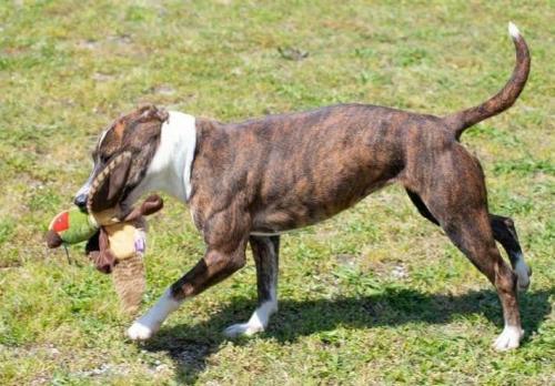 Enlarge Nina, a Adoptable mixed breed in Anniston, AL image 7/10