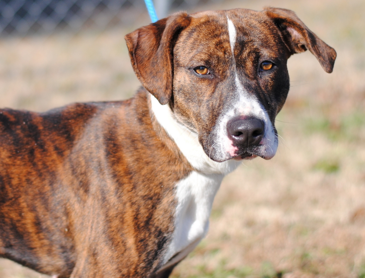 Nina, Adoptable, Adult Female Mountain Cur.
