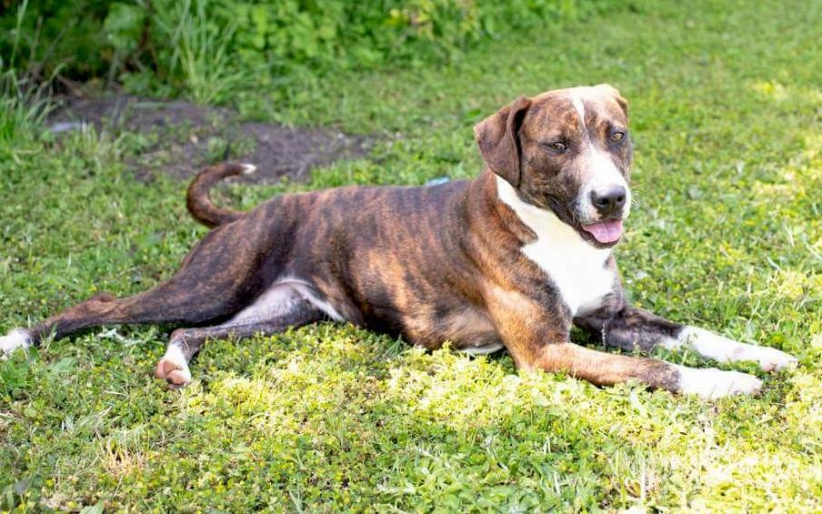 Enlarge Nina, a Adoptable mixed breed in Anniston, AL image 8/10